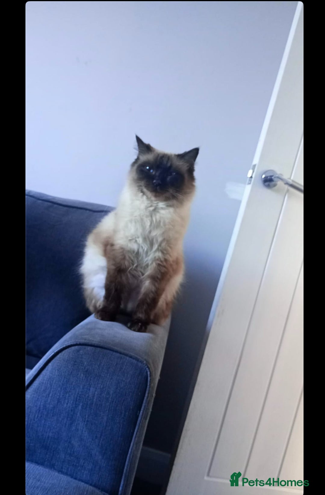 Ragdoll cats for sale: Ragdoll kittens  - Image 1