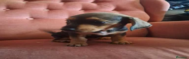 Jackshund 2 - Brown and tan