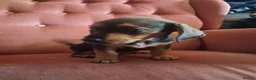 Jackshund dogs for sale: Miniature dachshund x miniature jack russell pups - Advert 7