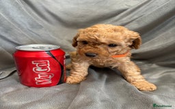 Cavapoochon dogs for sale: 🐾CAVAPOOCHON PUPPIES 🐾 - Image 12
