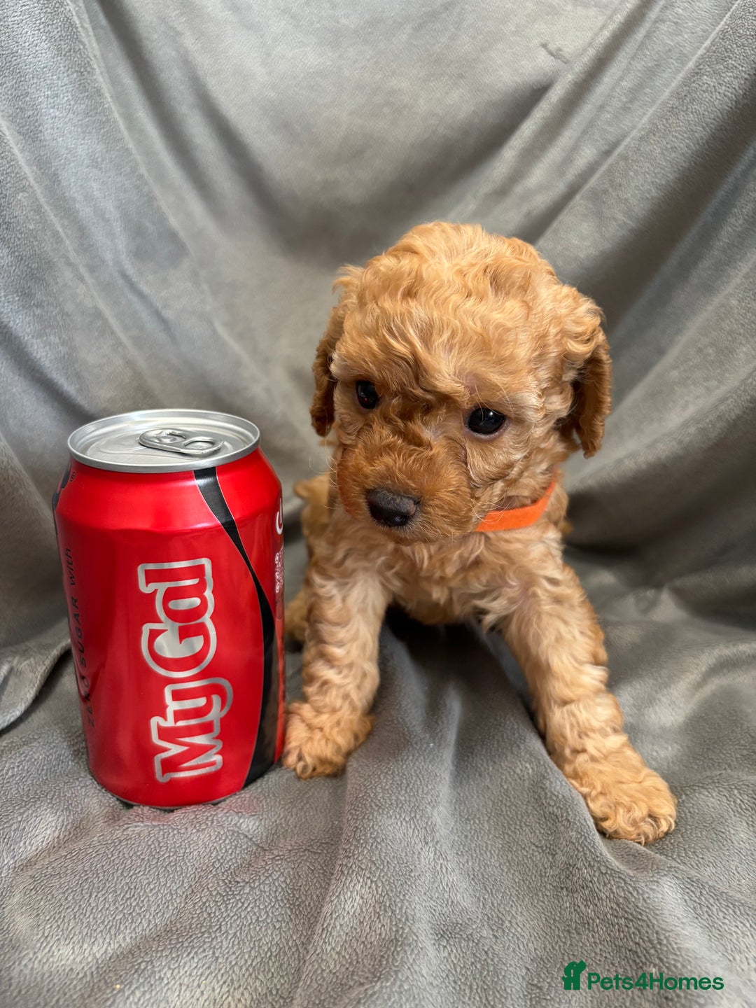 Cavapoochon dogs for sale: 🐾CAVAPOOCHON PUPPIES 🐾 - Image 12
