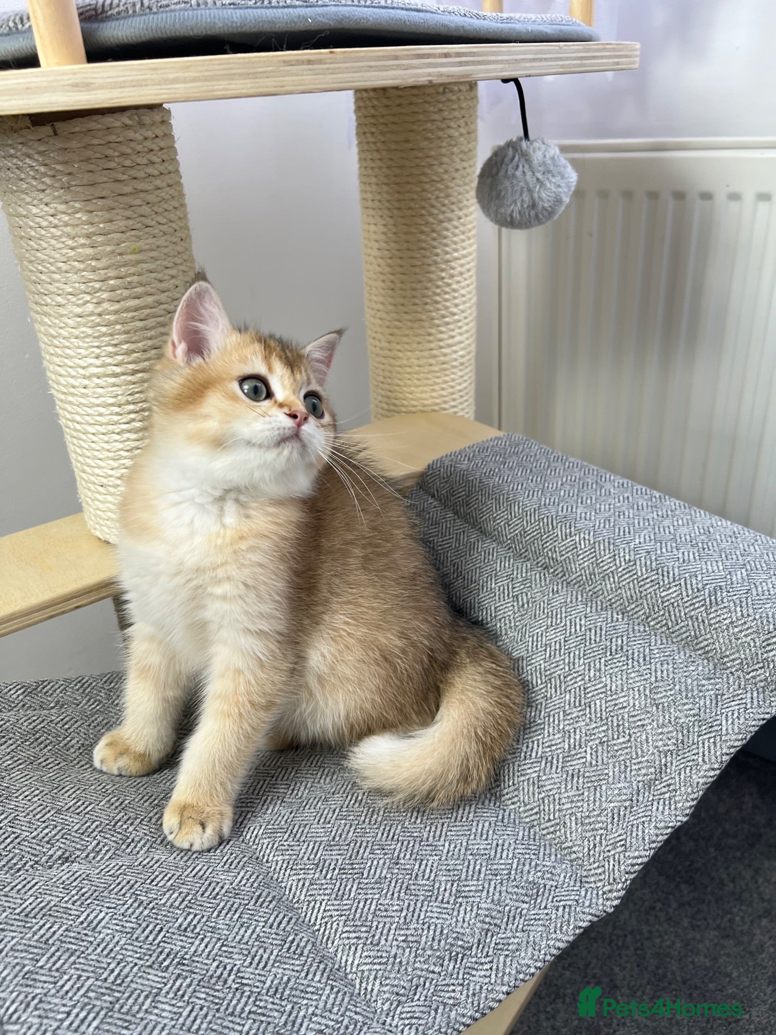 British Shorthair cats Beautiful Golden British Shorthair Kittens - Advert 2