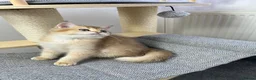 British Shorthair cats for sale: Beautiful Golden British Shorthair Kittens - Advert 2