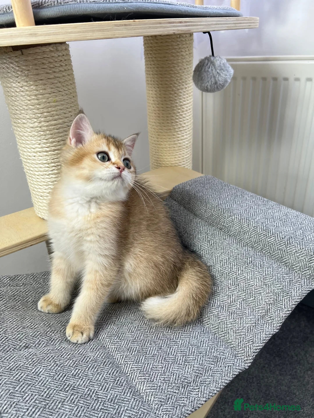 British Shorthair cats for sale: Beautiful Golden British Shorthair Kittens - Advert 2