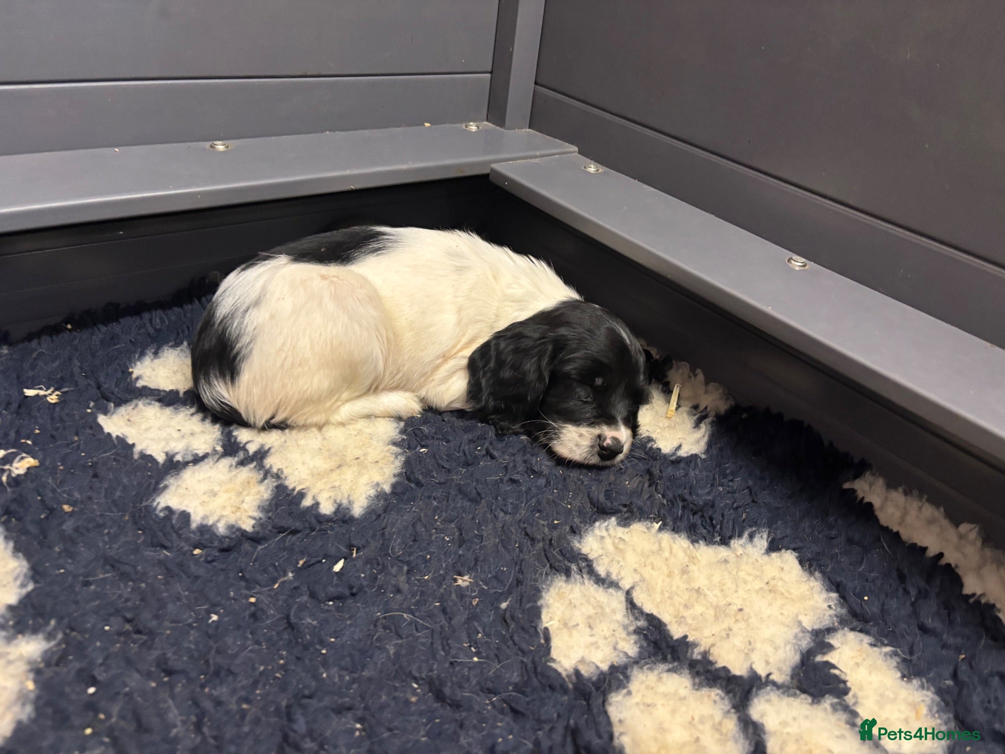 English Springer Spaniel dogs KC Springer Spaniel Puppies 1 dog left  - Advert 1