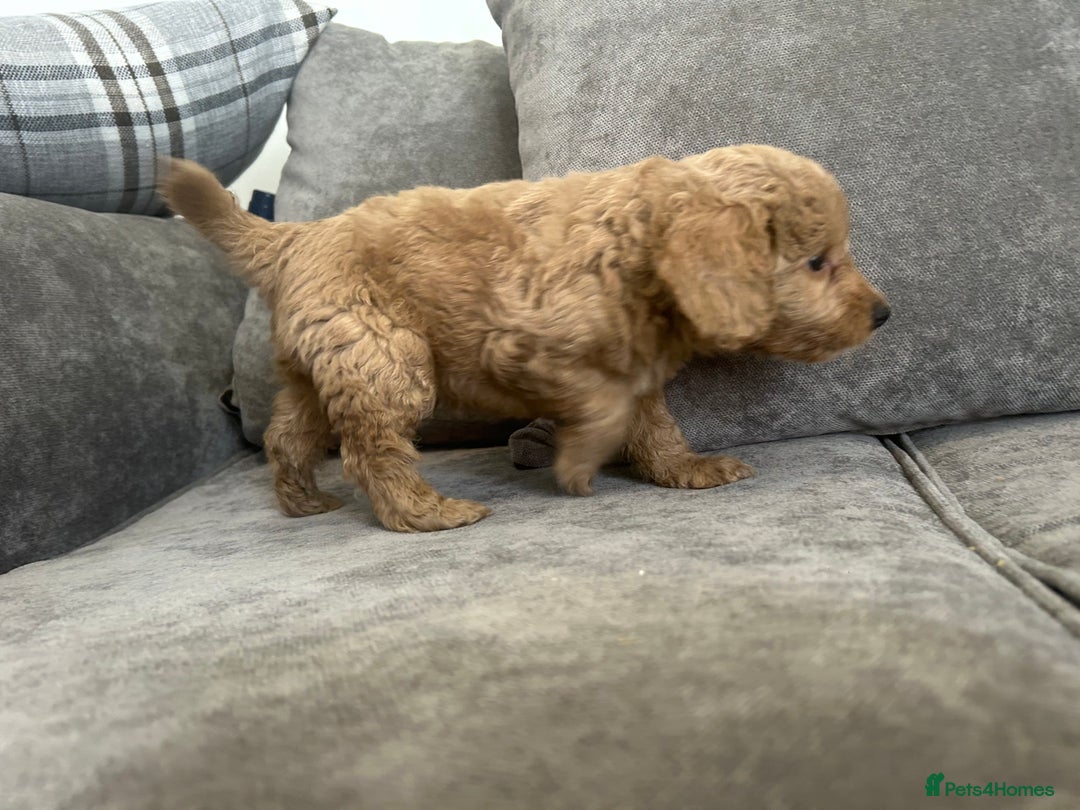 Cockapoo dogs for sale: Cockapoo puppies - Image 17