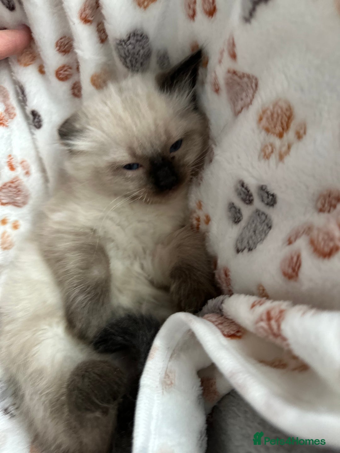 Ragdoll cats for sale: Gorgeous ragdoll kittens  - Advert 25
