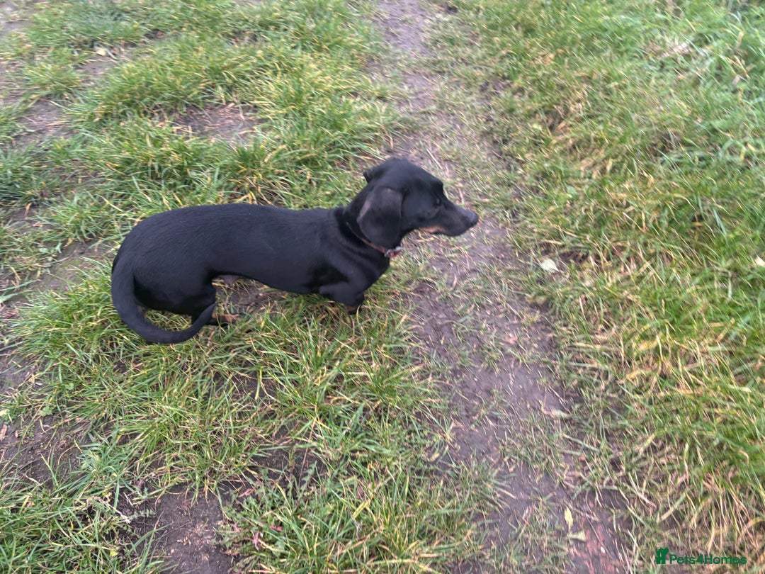 Dachshund dogs for sale: Miniature dachshund  - Image 12