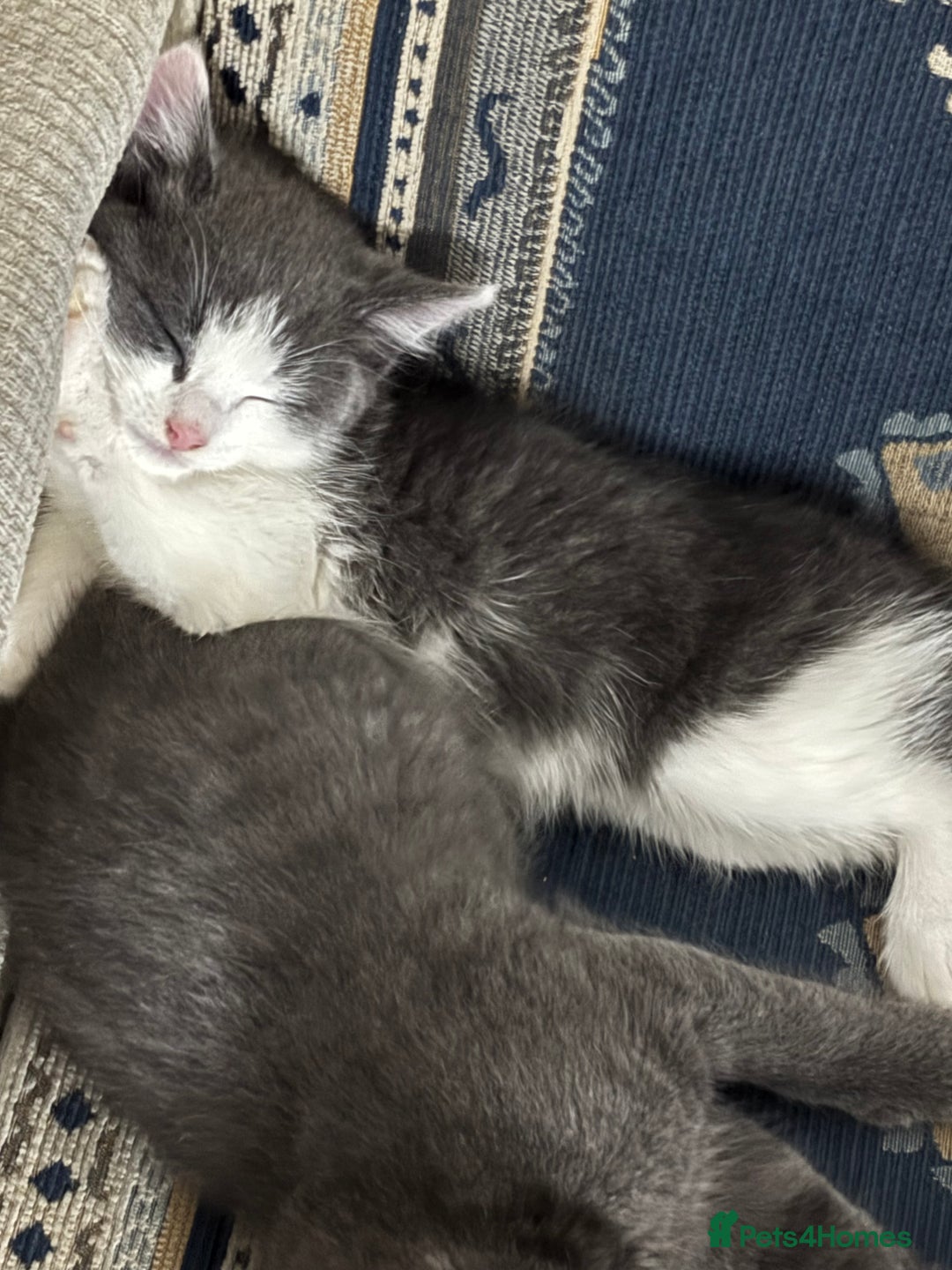 Mixed Breed cats for sale: Stunning Solid Blue/Grey Kitten-Rare Chunky Build - Advert 15