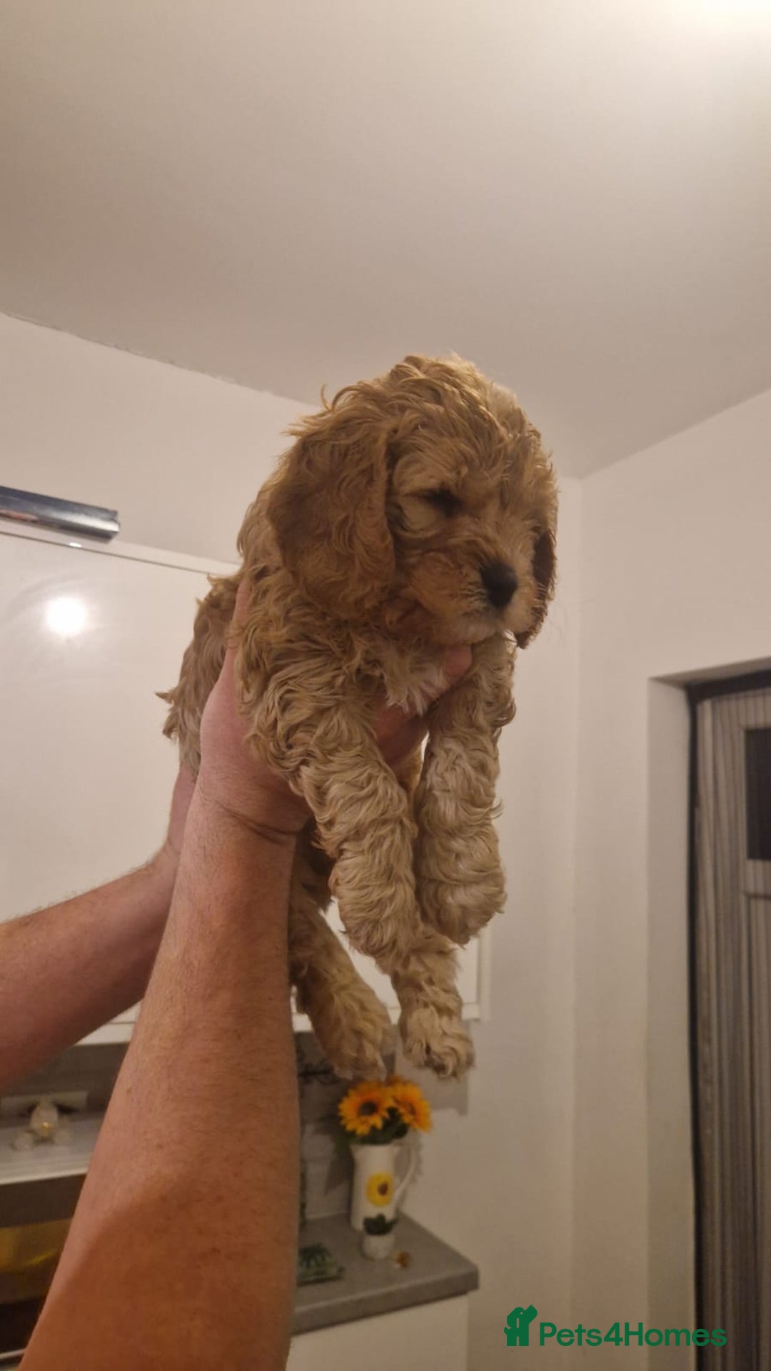 Cockapoo dogs for sale: LAST BOY LEFT ABSOLUTELY STUNNING COCKAPOO  - Image 4