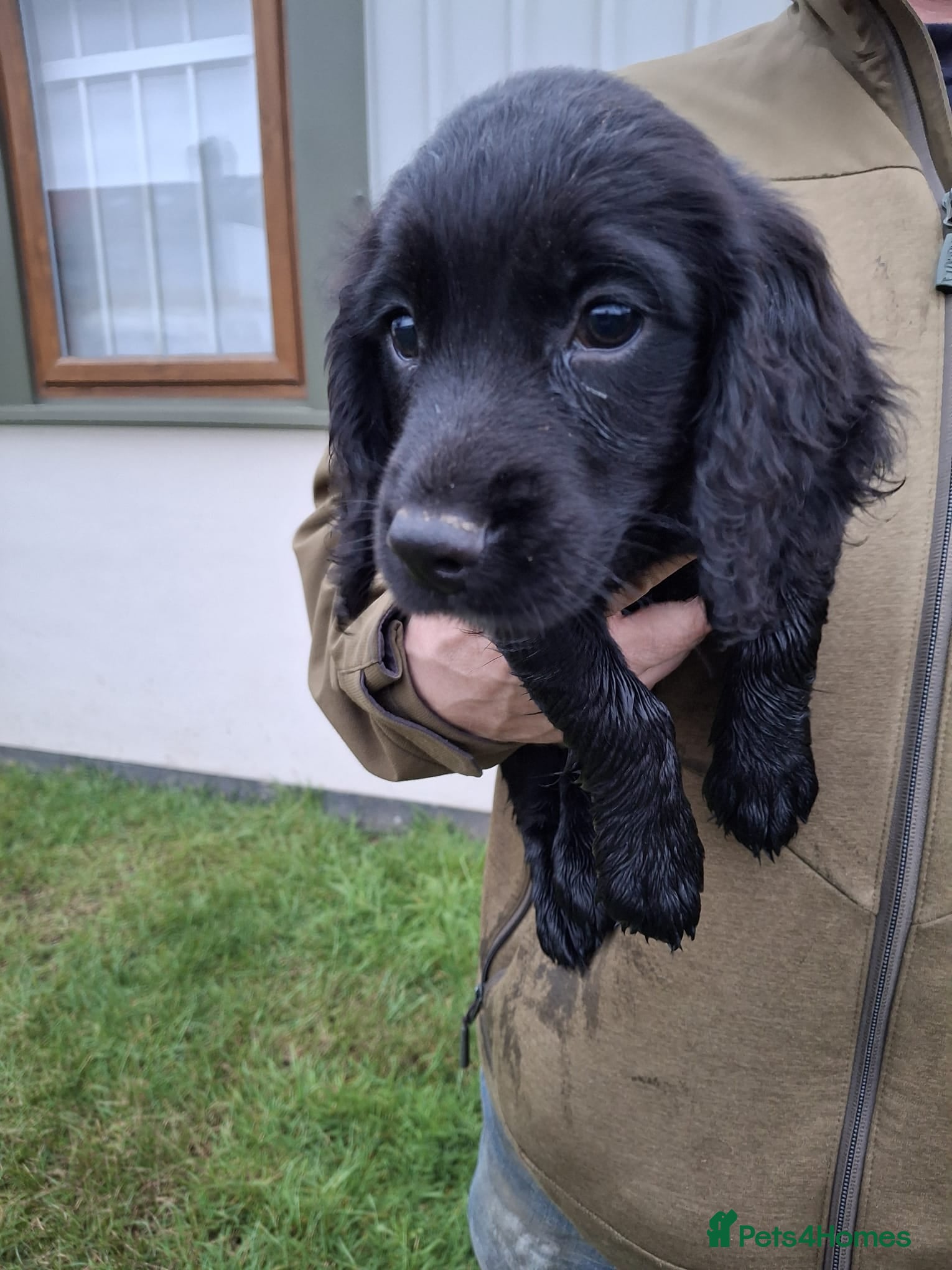 Cocker Spaniel dogs Stunning FTC Kc registered, Cocker spaniel puppies - Advert 1