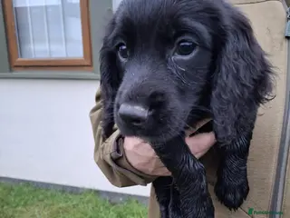 Cocker Spaniel dogs Stunning FTC Kc registered, Cocker spaniel puppies - Advert 1