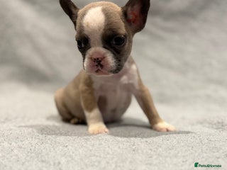 French Bulldog dogs 🐶 Beautiful Litter Of French Bulldogs 🐶 - Advert 9