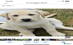 Labrador Retriever dogs for stud: Chunky Yellow Dual Sire - Image 2