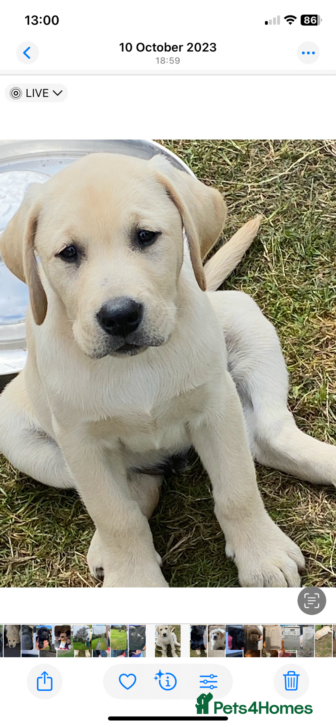 Labrador Retriever dogs for stud: Chunky Yellow Dual Sire - Image 2
