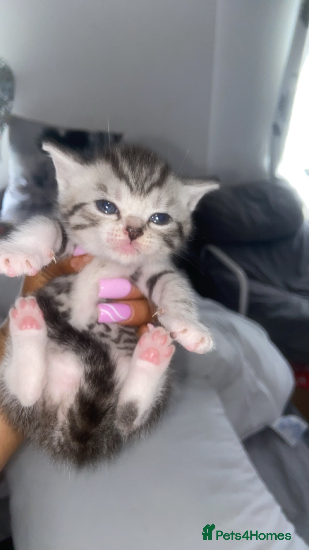 Mixed Breed cats for sale: 6 x stunning British shorthair kittens ❤️ - Image 8