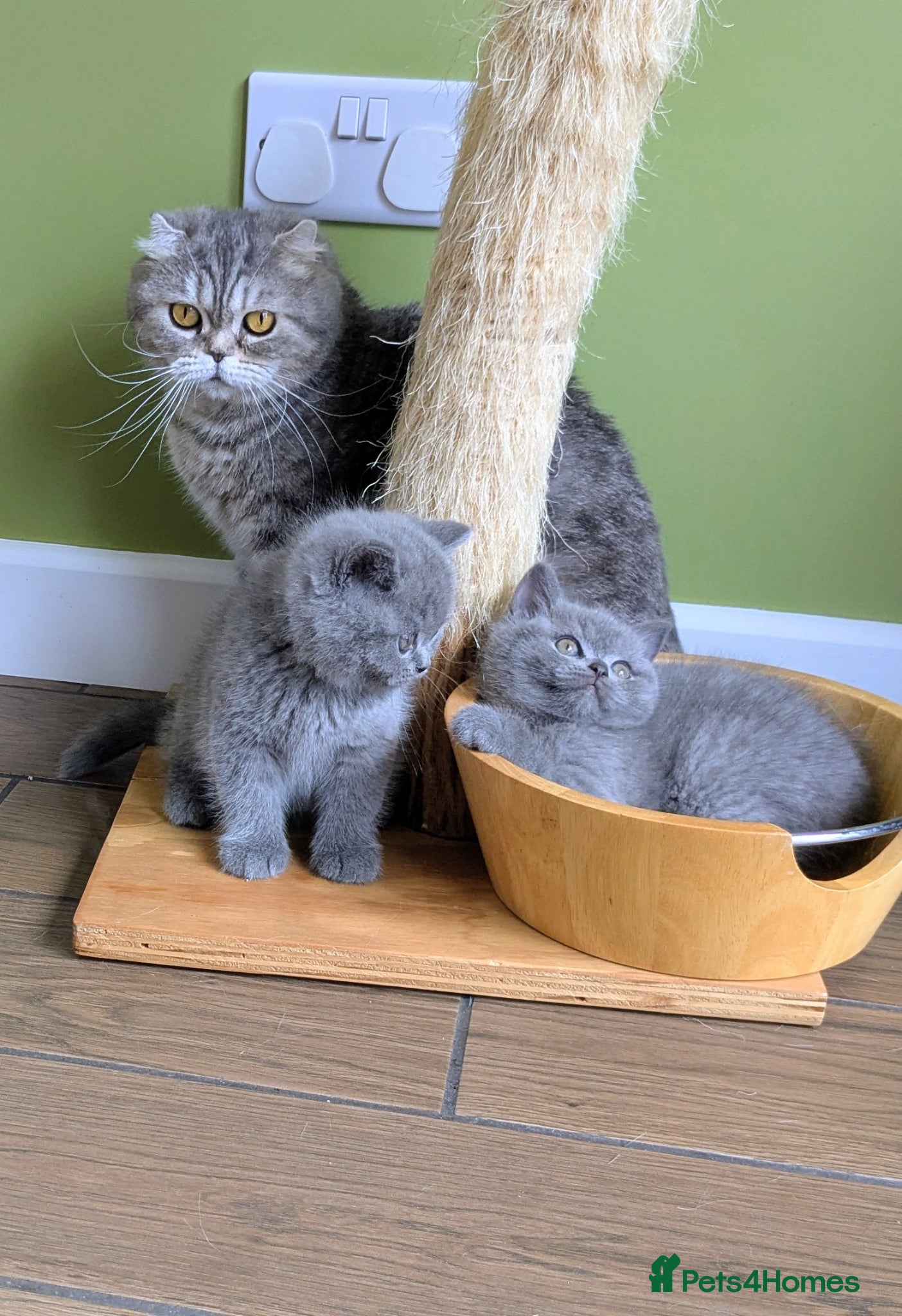 Scottish Fold cats Beautiful pedigree Scottish Straight kittens  - Advert 2