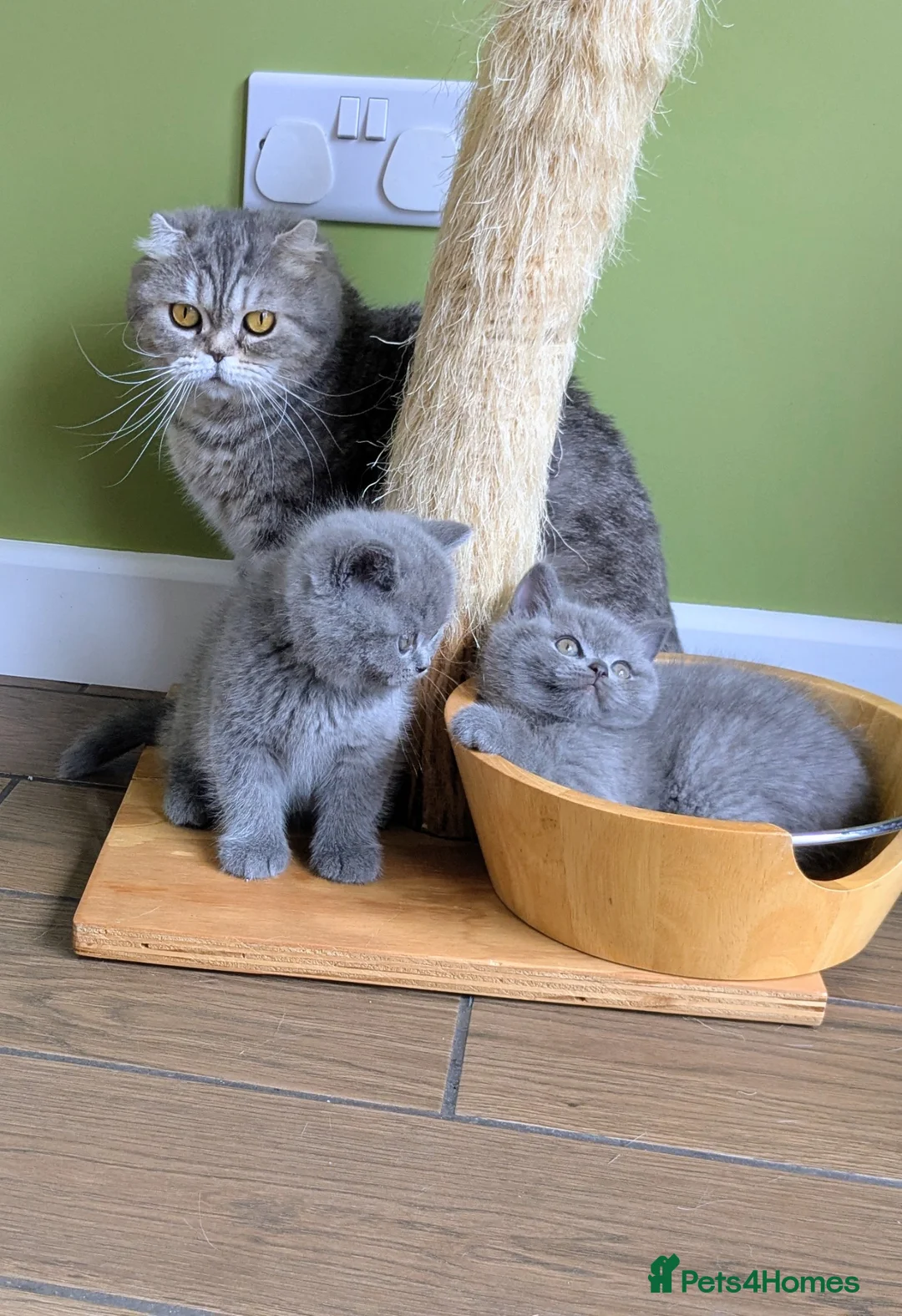 Scottish Fold cats for sale: Beautiful pedigree Scottish Straight kittens  - Advert 2