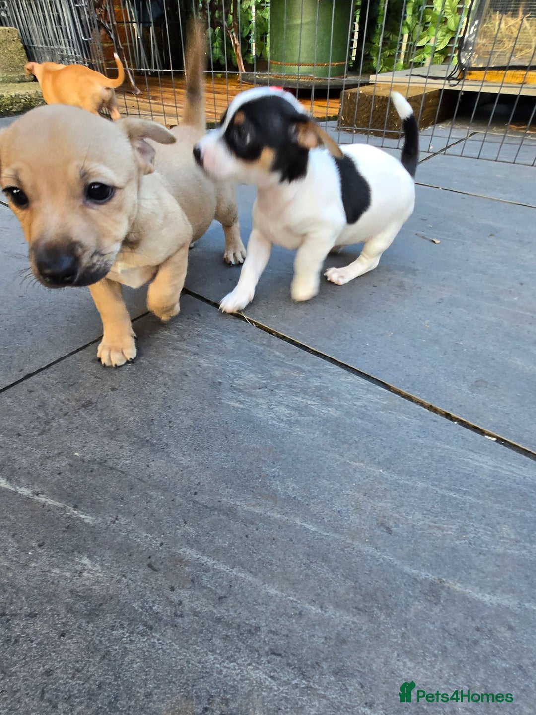 Jack Russell dogs for sale: Jack Russell puppies  - Advert 7