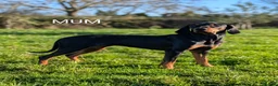Mixed Breed dogs for sale: Lithuanian Hound puppies looking forever home in Peterborough - Advert 3