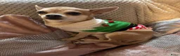 Chihuahua dogs for stud: Stud Merle chihuahua age 5 - Advert 10