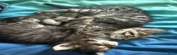 Maine Coon cats for sale: Maine Coon x Tabby Female Kitten - Ready now - Advert 9