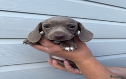 Miniature Dachshund dogs for sale: Miniature Dachsund Puppies (licensed breeder) - Image 16