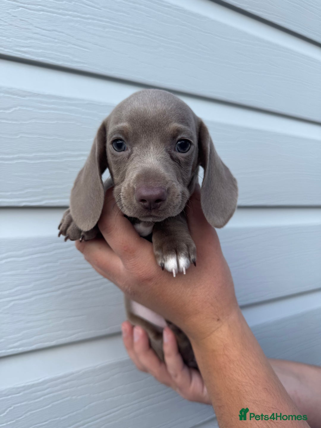 Miniature Dachshund dogs for sale: Miniature Dachsund Puppies (licensed breeder) - Image 16