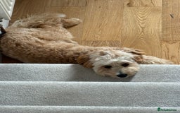 Cavapoo dogs for sale: 8 month old Cavapoo F1 - Image 3