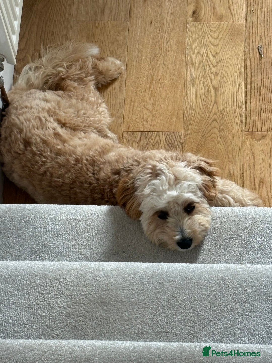Cavapoo dogs for sale: 8 month old Cavapoo F1 - Image 3