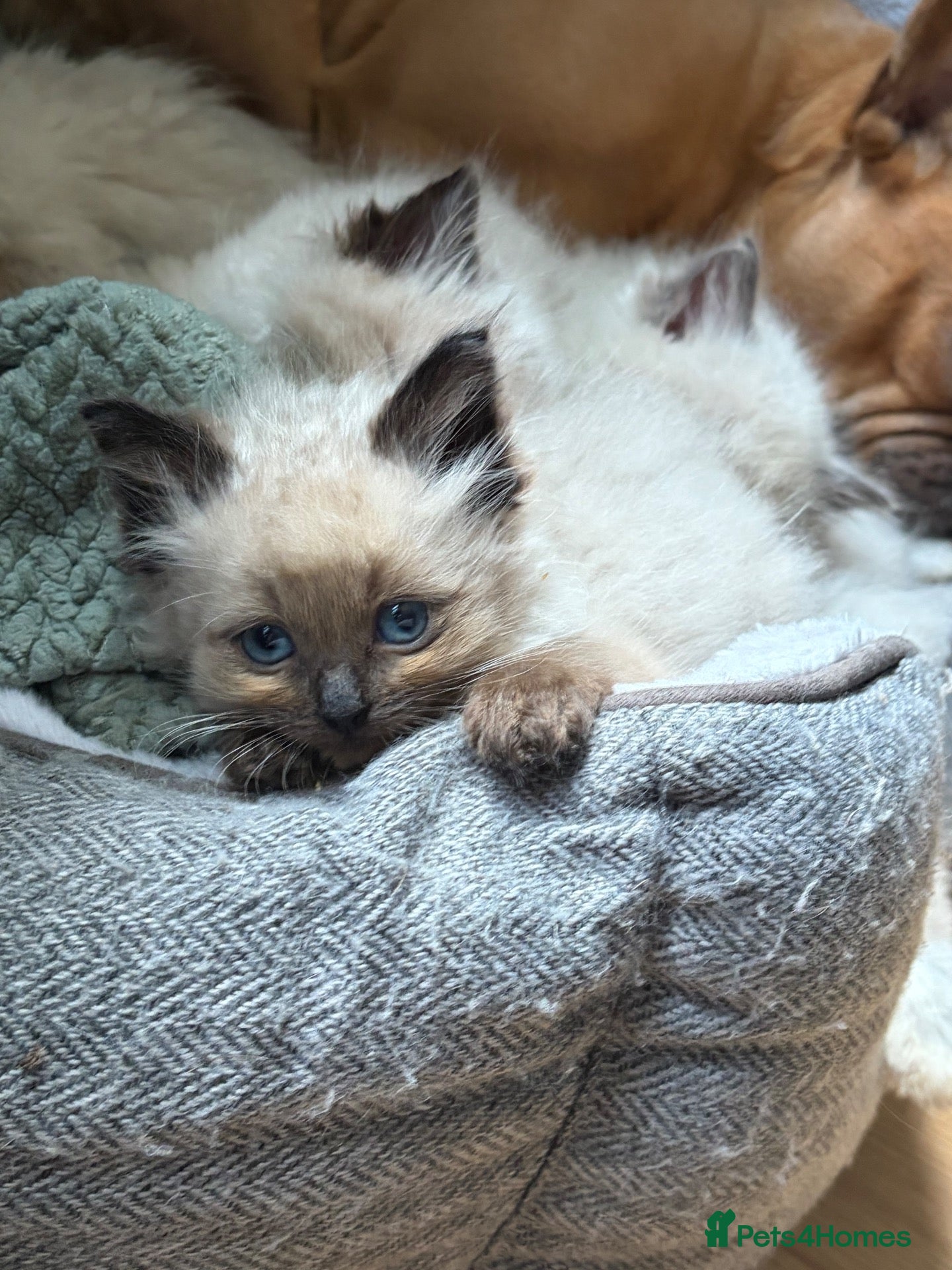 Ragdoll cats Amazing Pure ragdolls  - Advert 2