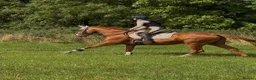 Irish Thoroughbred horses for sale: Weekend rider wanted hacking only  in Newcastle upon Tyne - Advert 2