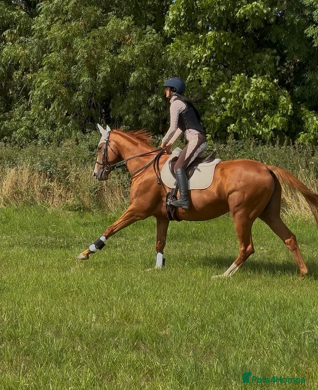 Irish Thoroughbred horses for sale: Weekend rider wanted hacking only  in Newcastle upon Tyne - Advert 2