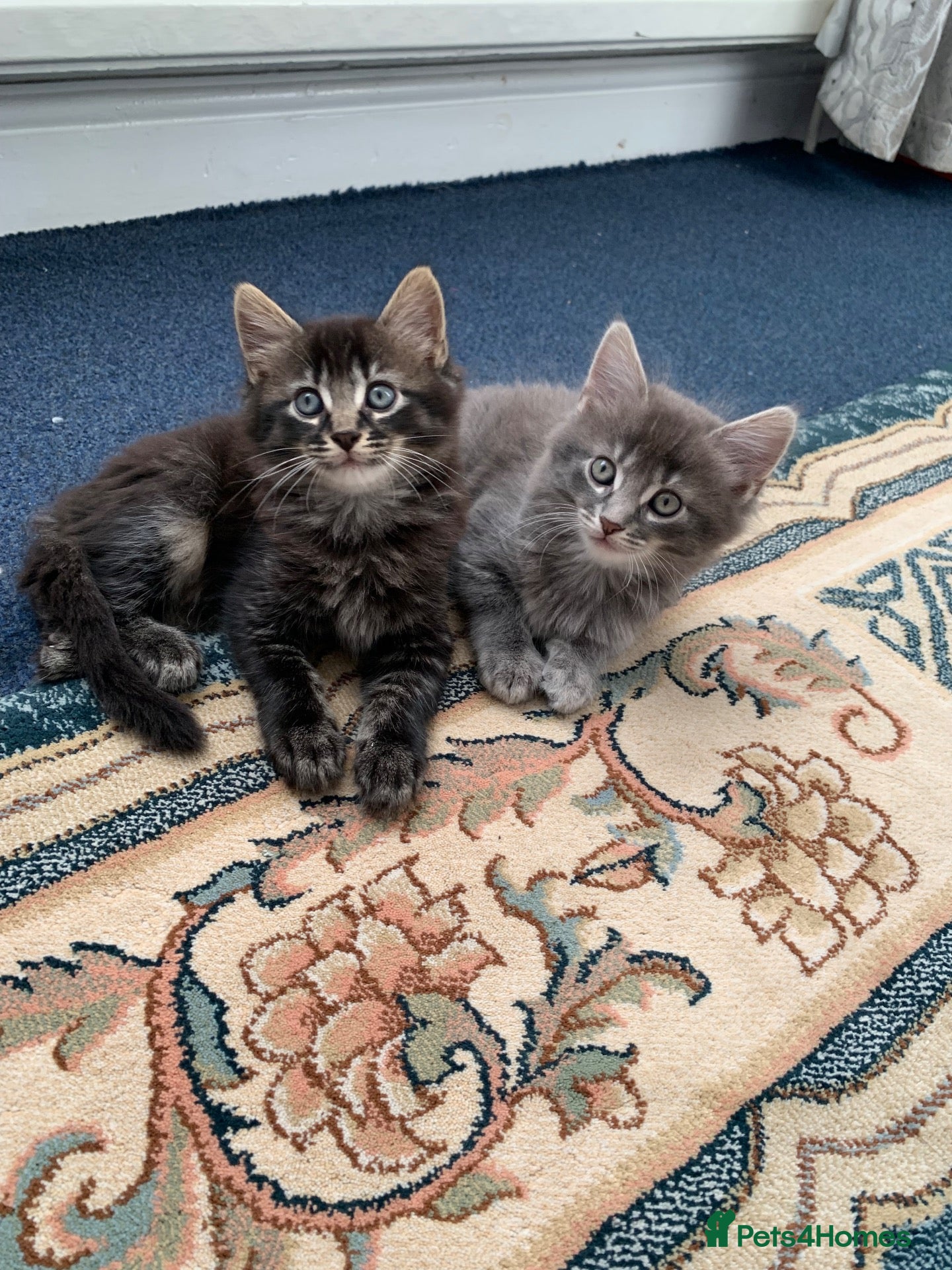 Mixed Breed cats Beautiful kittens looking for loving home - Advert 2