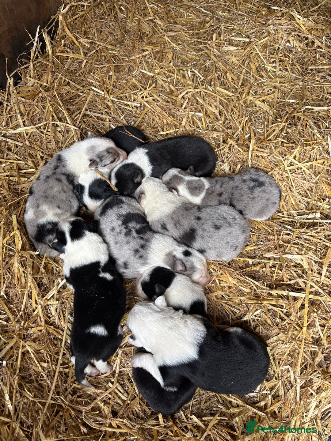 Border Collie dogs for sale: Blue Merle/ black and white border collie puppies - Image 3