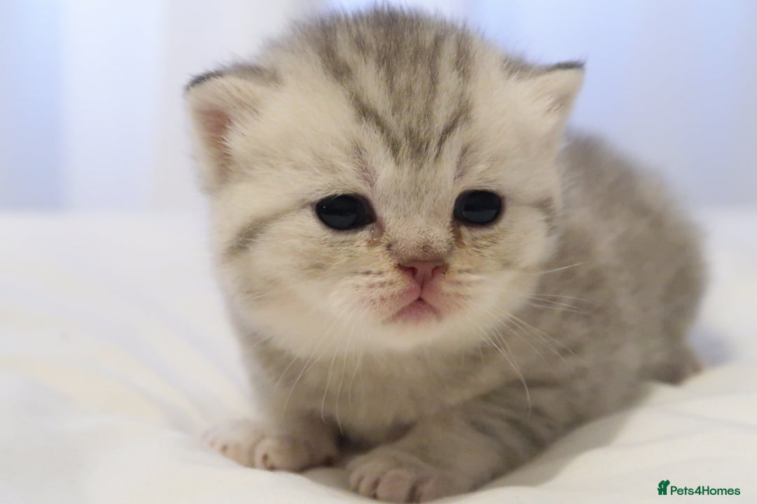 British Shorthair cats for sale: 2 left -GCCF Registered British Shorthair Kittens  - Advert 32