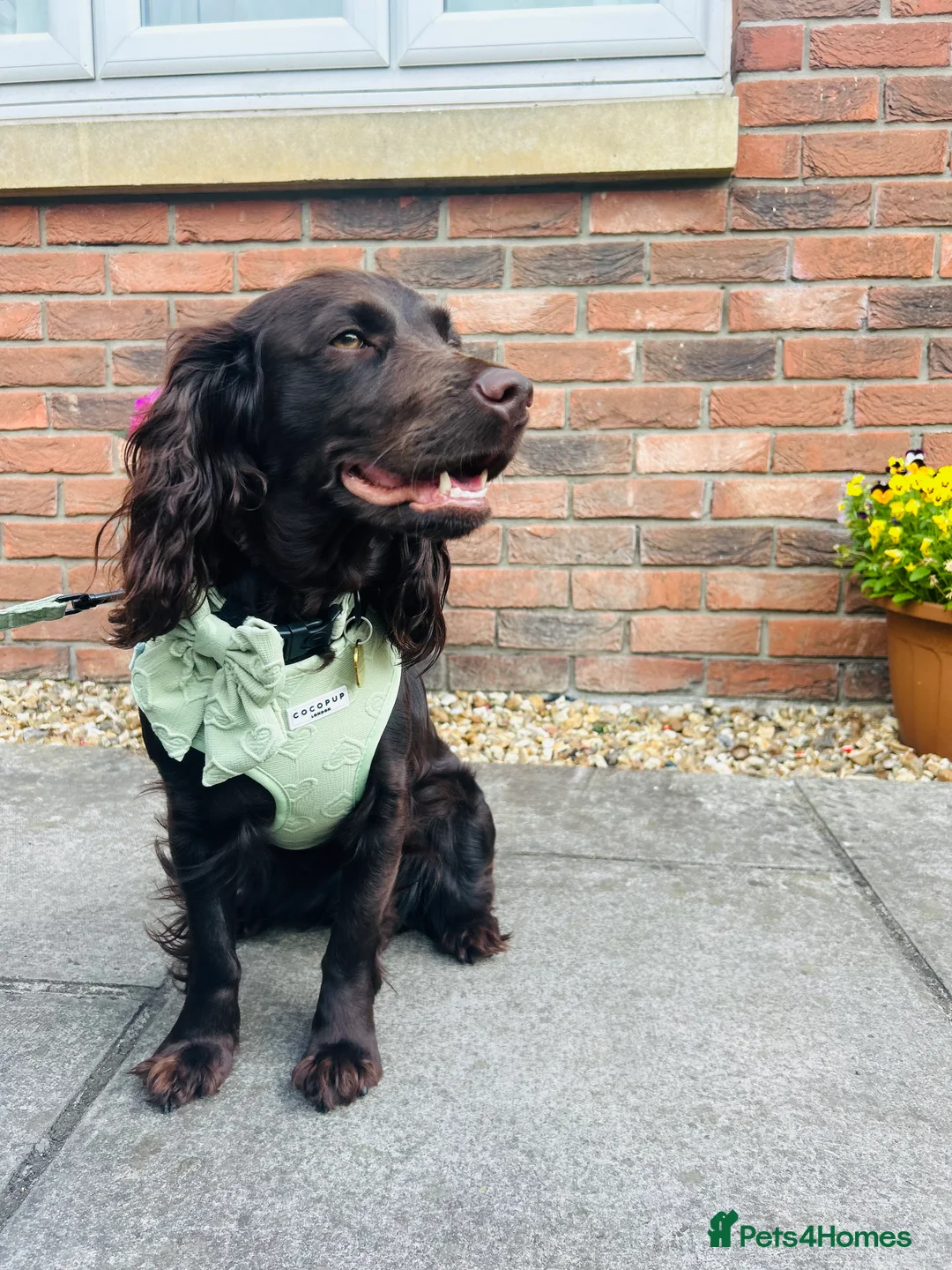 Cocker Spaniel dogs for sale: Rehoming rosie - Advert 1