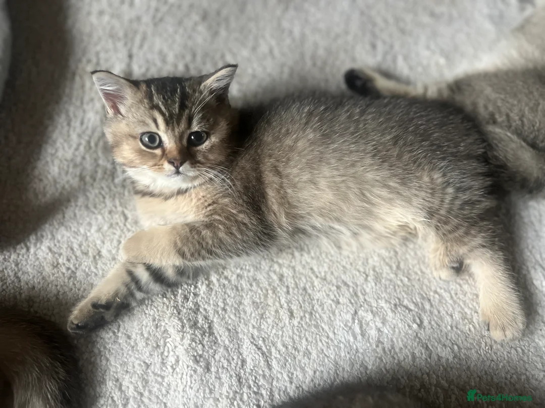 British Shorthair cats for sale: 4 Beautiful British Shorthair Kittens for Sale - Advert 7