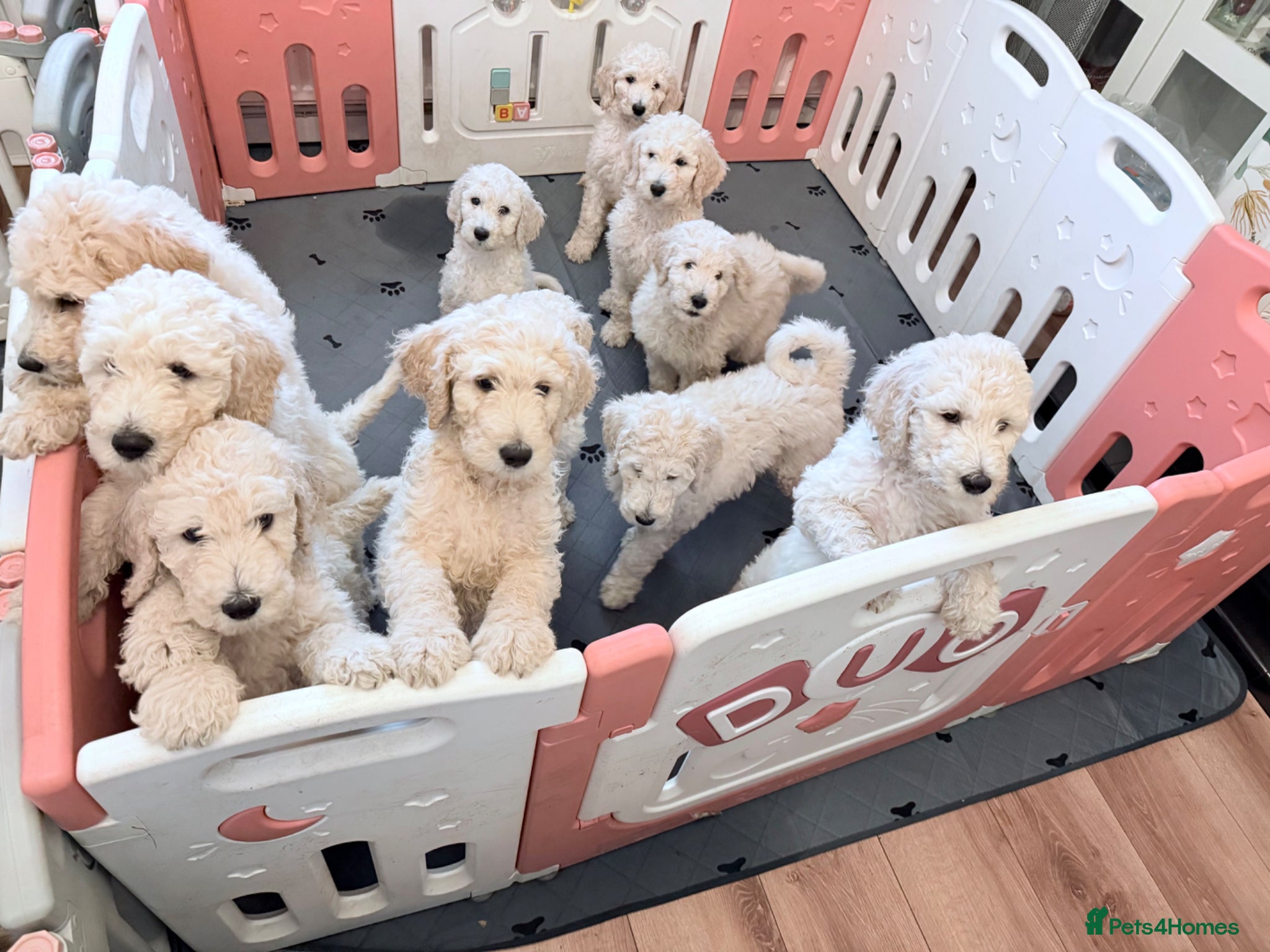 Standard Poodle dogs 🥇 White KC Standard Poodle Puppies – Ready Now ✨ - Advert 2