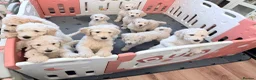 Standard Poodle dogs for sale: 🥇 White KC Standard Poodle Puppies – Ready Now ✨ - Advert 4