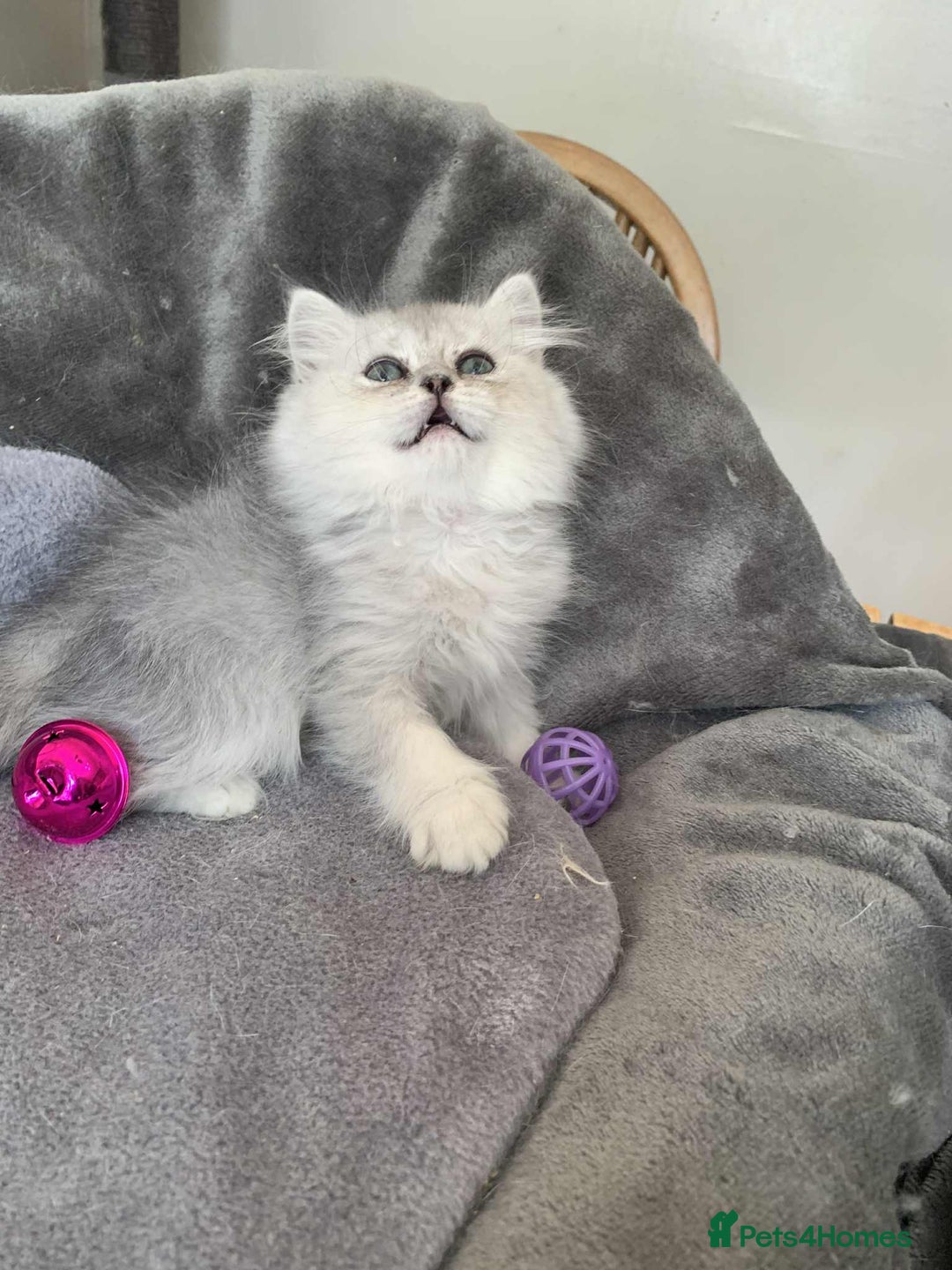 British Longhair cats for sale: British Longhair CH Pedigree Silvers  in Bournemouth - Image 12