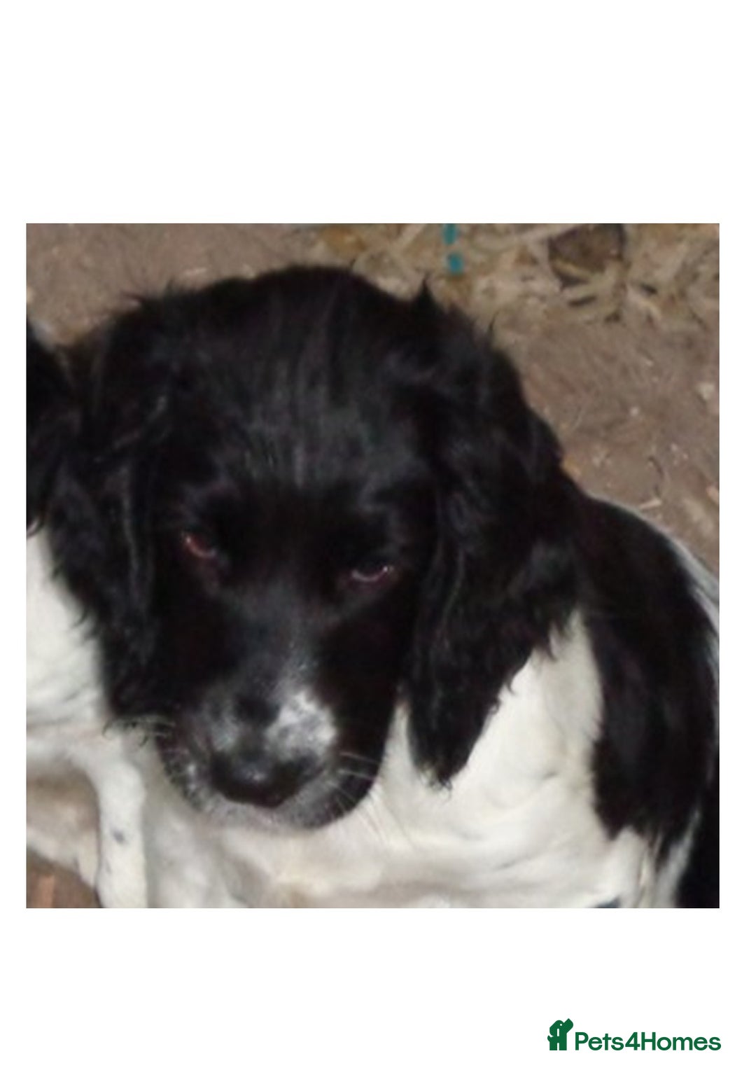English Springer Spaniel dogs for sale: English Springer spaniel  - Advert 9