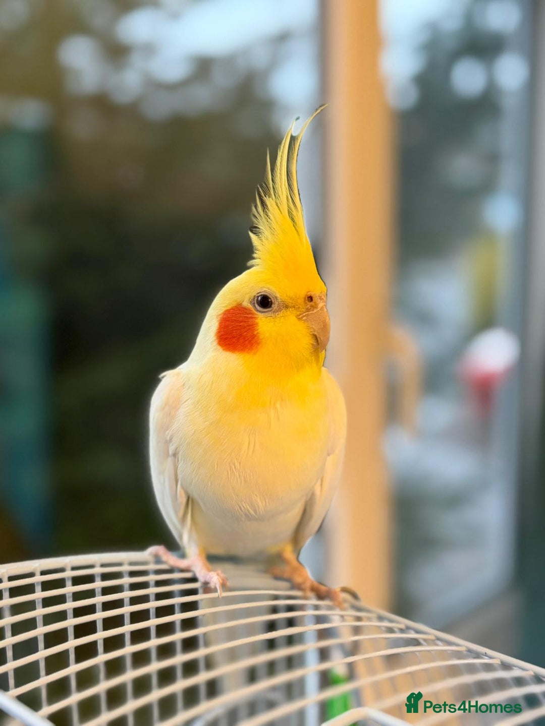 Cockatiels birds for sale: Cockatiel, female, 18 months old - Advert 1