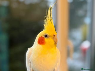 Cockatiels birds Cockatiel, female, 18 months old - Advert 1