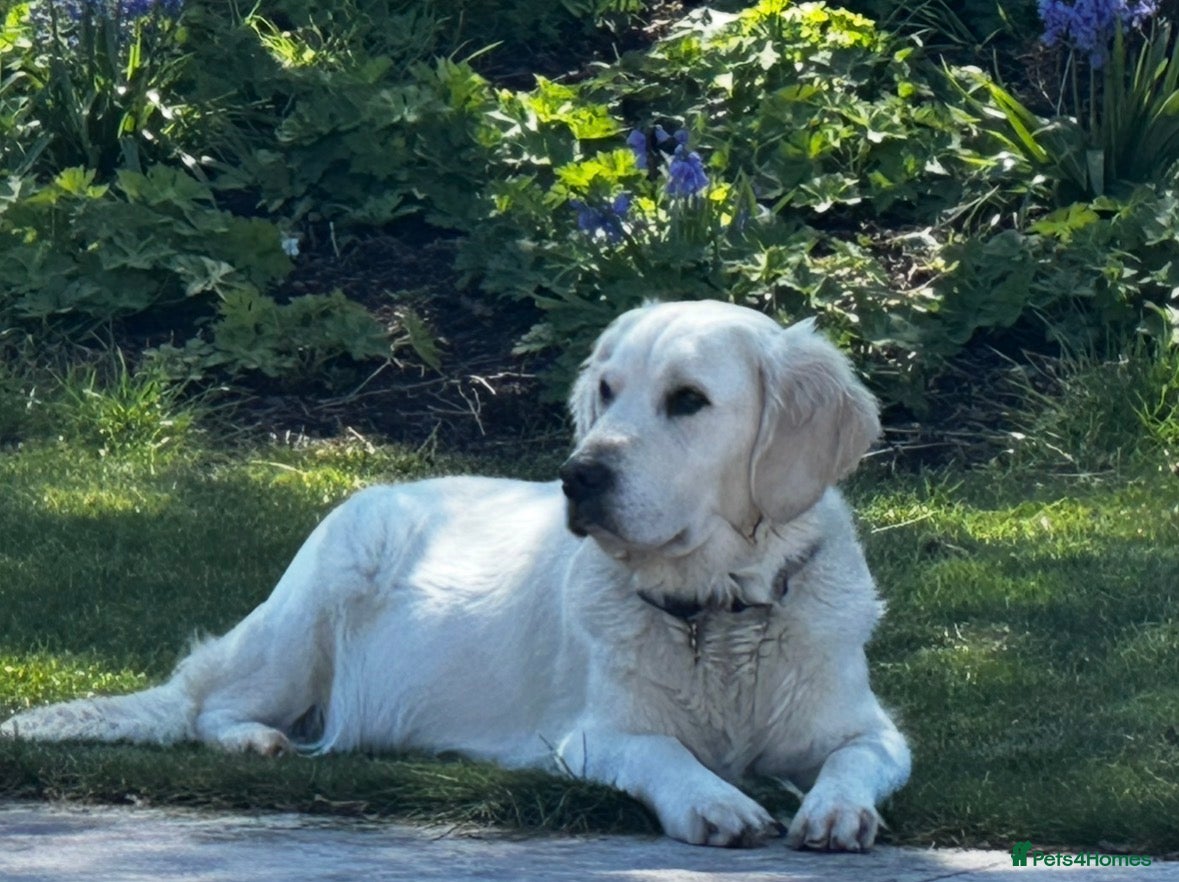 Golden Retriever dogs Beautiful Golden Retriever Puppies available  - Advert 5