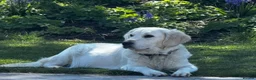 Golden Retriever dogs for sale: Beautiful Golden Retriever Puppies available  - Advert 1