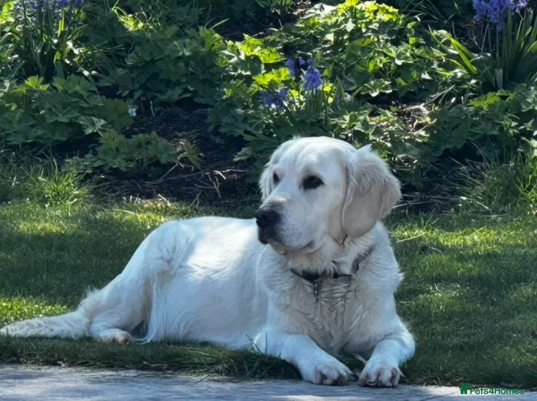 Golden Retriever dogs for sale: Beautiful Golden Retriever Puppies available  - Advert 1