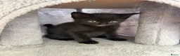 Mixed Breed cats for sale: Miss  - Advert 3