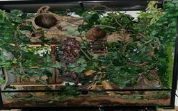 Gecko reptiles for sale: Harlequin Tricolour Crested Gecko + Large Tank - Advert 18
