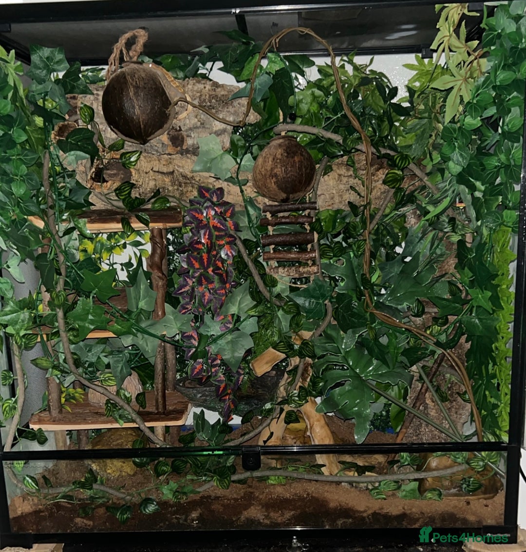 Gecko reptiles for sale: Harlequin Tricolour Crested Gecko + Large Tank - Advert 18